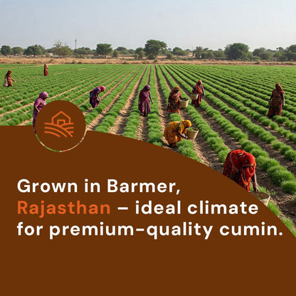 Safe Harvest whole cumin grown in Barmer Rajasthan - ideal climate for premium quality jeera, pesticide-free farming